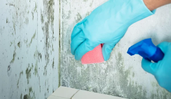Dealing with Mould Effectively