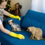 How to Handle Pets, Smoke & Mould in End of Lease Cleaning
