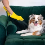 cleaning sofa from dog hair australian shepherd removing dogs hair from furniture